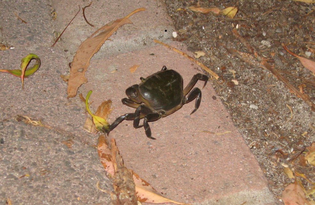 Crab in the driveway